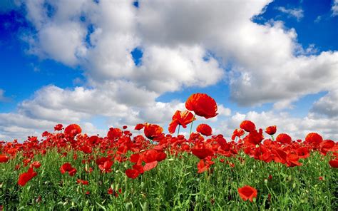 Sfondi : natura, rosso, erba, cielo, nuvole, verde, estate, papaveri ...