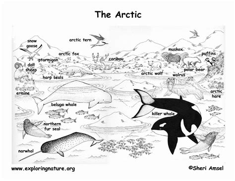 Animal Habitat Coloring Pages Luxury Arctic and the Tundra | Arctic habitat, Arctic animals ...