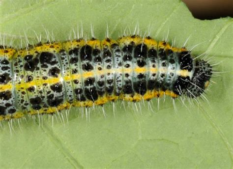 European Lepidoptera and their ecology: Pieris brassicae