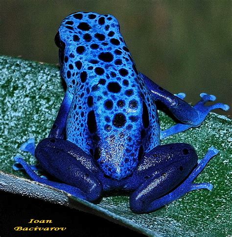 Blue poison dart frog | Most species of poison dart frogs ar… | Flickr