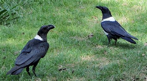 White-necked Raven