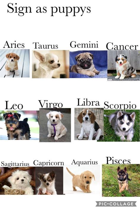 Sign as puppys - #puppys #Sign - #horoscope #Aries #Taurus #Gemini # ...