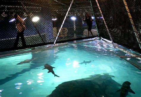 Brave enough? Shark Bridge puts Adventure Aquarium guests inches above ...