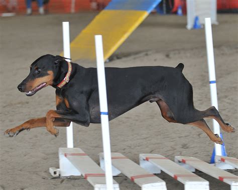 Doberman Agility - Dog Agility Photo (8641814) - Fanpop