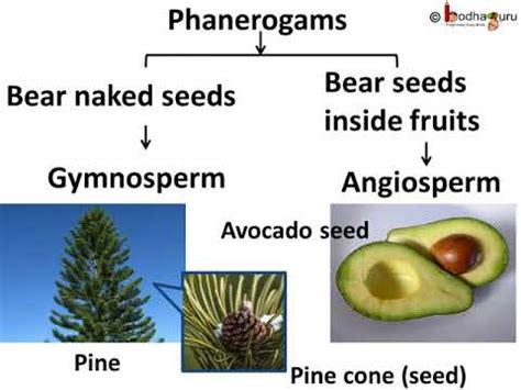 Phanerogams