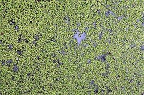 Facts on Duckweed | Hunker