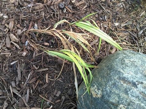 Japanese Forest Grass Finally Taking Root [Backyard Neophyte ...