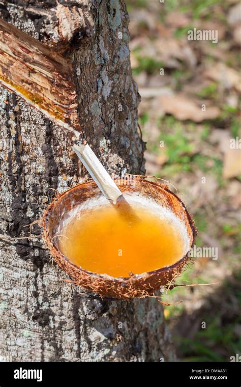 Sap Tree High Resolution Stock Photography and Images - Alamy