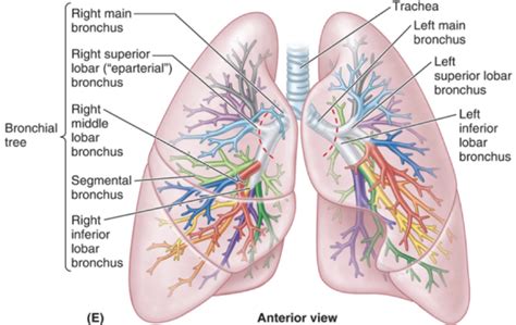 Bronchopulmonary segments Diagram | Quizlet