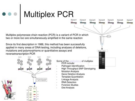 Multiplex Pcr