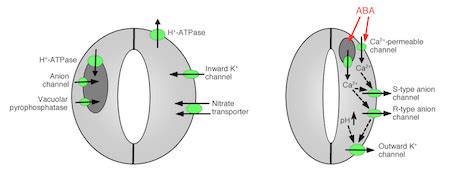 Guard Cells in Plants | Definition, Structure & Function - Video ...