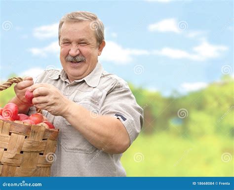 Harvesting a apple stock photo. Image of nature, agriculture - 18668084