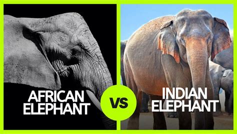 Indian Elephant vs African Elephant 14 comparisons