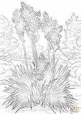 Yucca Flower coloring Page  Free Printable Coloring Pages sketch template