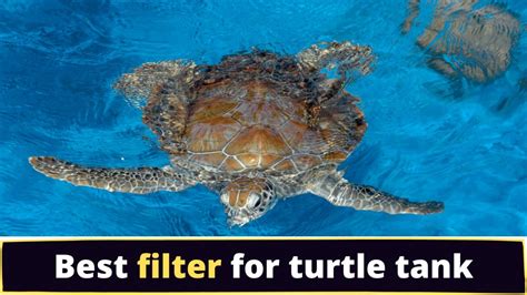 7 Best Turtle Tank Filters 2021 and How to choose a filter?