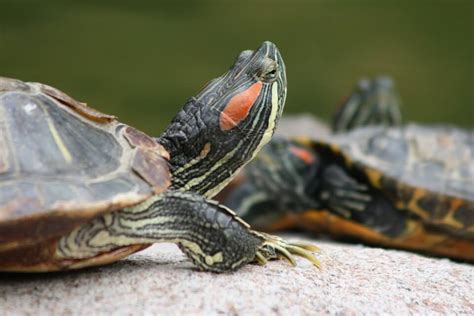 The Beginners Guide to Keeping Terrapins & Turtles - PBS Pet Travel