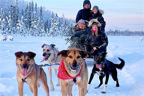 Dog Sledding Adventure in Willow, Alaska | Anchorage