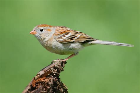 Wendy Paulson's Birds of Barrington | Field Sparrow | 365Barrington