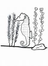 Kelp Coloring Page At GetColoringscom  Free Printable Colorings Pages sketch template