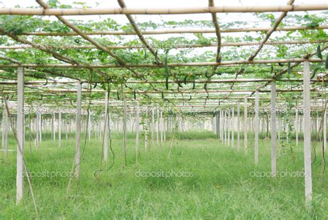 Towel gourd trellis garden — Stock Photo © donkeyru #28713893