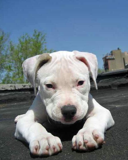 Zella the American Bulldog | Pitbull puppies, Puppies, Pitbull puppies ...