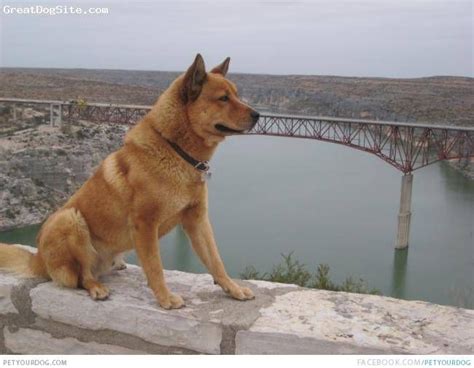 Hawaiian Poi Dog (Extinct) | Dog breeds, Every dog breed, Dogs