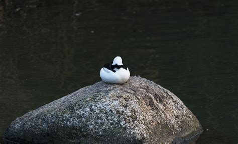 sleeping duck on a rock - Photo #289 - motosha | Free Stock Photos