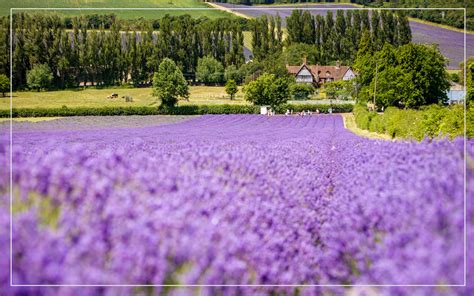 Castle Farm | UK's largest Lavender Farm with award-winning Farm Shop