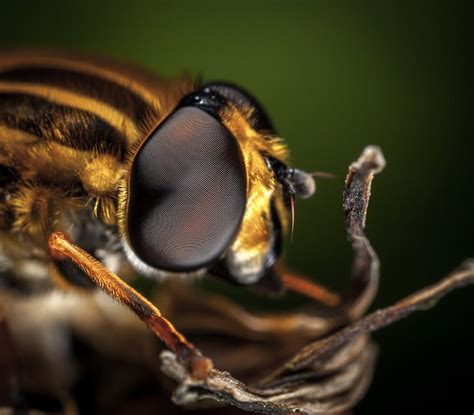 Macro Photography of Bee · Free Stock Photo