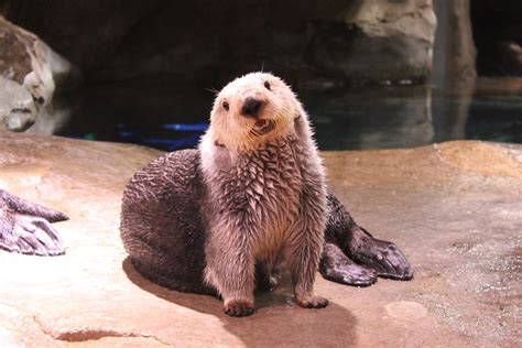 Celebrate Sea Otter Awareness Week | Georgia Aquarium