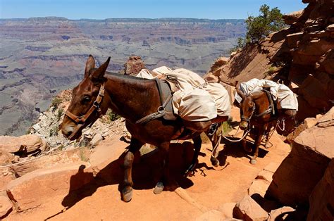 Mule Train Photograph by Julie Niemela - Fine Art America