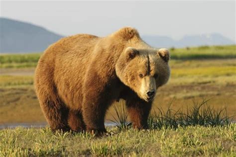 Los 10 animales carnívoros más peligrosos del mundo | Noticias de ...