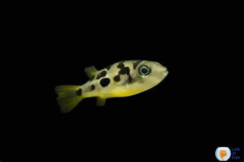 Dwarf Pea Puffer Care | Tiny Yet Competitive Fish