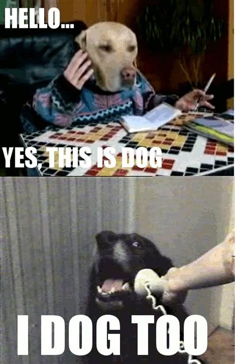 1000+ images about All "Hello. This is dog." Memes!! Indeed!! on Pinterest