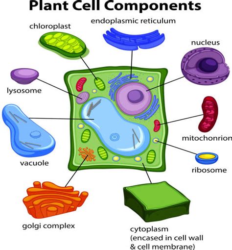 Plant Cell Illustrations, Royalty-Free Vector Graphics & Clip Art - iStock