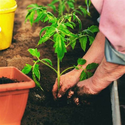 13 Gardening Secrets to Help Grow Your Green Thumb