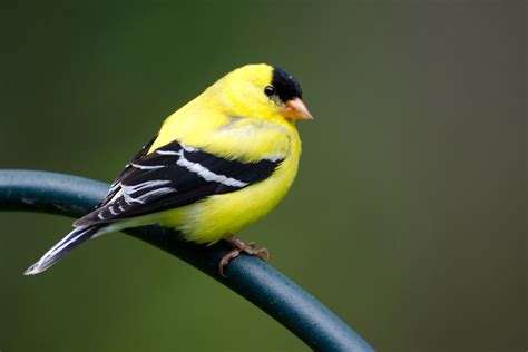 10 Fascinating Facts: The American Goldfinch | Lyric Wild Bird Food