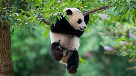 Panda cub celebrates first birthday at Washington's National Zoo | CTV News