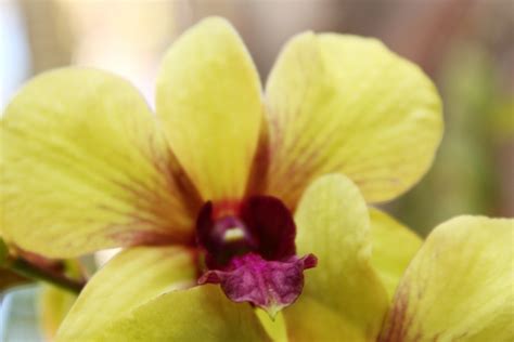 Yellow Green Orchids Free Stock Photo - Public Domain Pictures