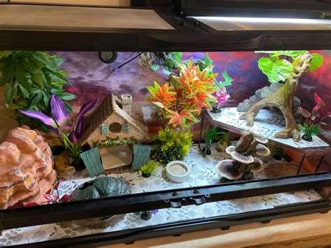 25 gallon leopard gecko tank setup | Leopard gecko, Leopard gecko tank ...