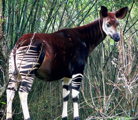 Okapi Facts, Habitat, Diet, Predators, Adaptations, Pictures