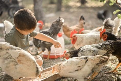 Organic Chicken Feed: For Starter, Grower, Broiler, and Layer DIY ...