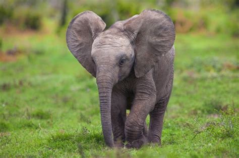 25 süße Bilder vom Baby Elefant!