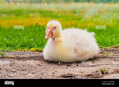 Gosling. Poultry farm for breeding geese. Little goose chicks in the grass. Feeding and caring ...