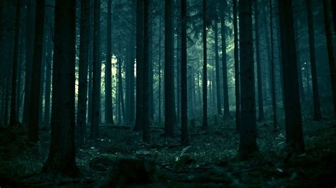 Tổng hợp 777 Dark forest background desktop Chất lượng cao, tải miễn phí