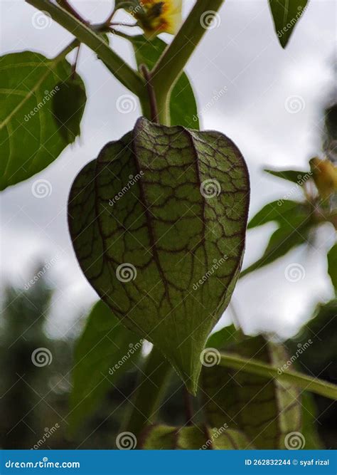 Ciplukan Fruit Which Contains a Million Benefits Stock Photo - Image of ...