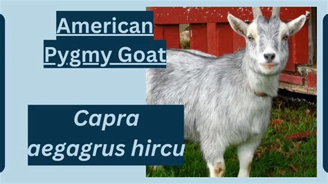 American Pygmy Goat Animal Facts