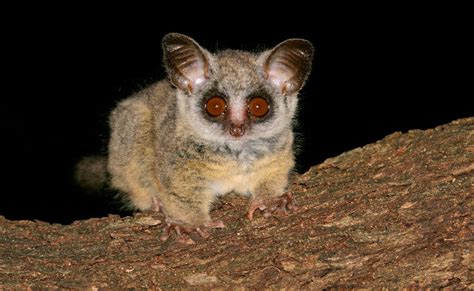 Bushbaby - Fascinating Africa