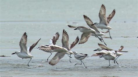 First in India, Tamil Nadu’s Great Vedaranyam Swamp turns breeding ground for burrow nesting ...