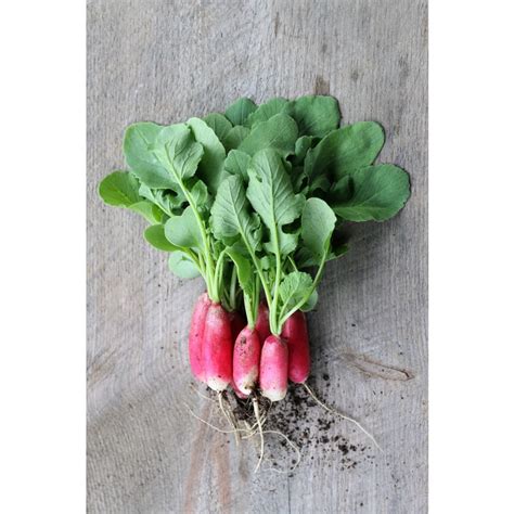 French Breakfast Radish (Heirloom, 25 Days)